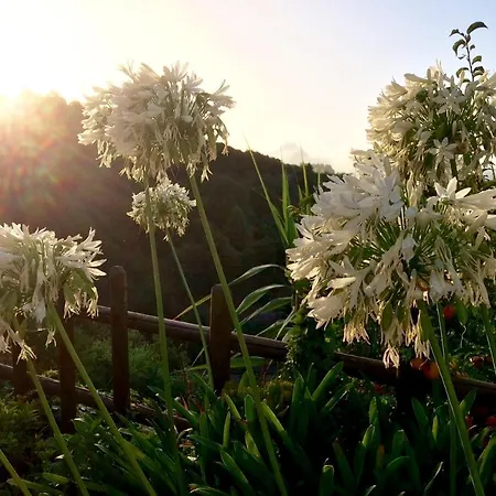Bella Doramas Panchita & Millo Moya (Gran Canaria)